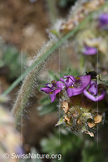 Photo: Oxytropis halleri ssp. Velutina. Blossoms and stem.