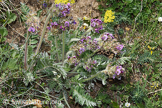 Foto: Samtiger Haller-Spitzkiel (Oxytropis halleri ssp. velutina). Ganze Pflanze (Habitus).