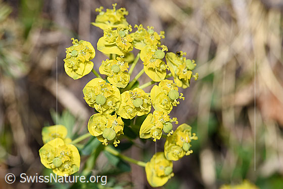 Foto: Zypressen-Wolfsmilch (Euphorbia cyparissias). Blüten.