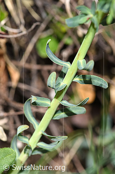 Photo: Euphorbia cyparissias. Stem and leaves.