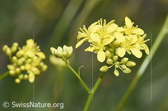 Foto: Gemeines Brillenschötchen (Biscutella laevigata). Blüten.