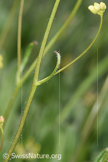 Photo: Biscutella laevigata. Stem and Stem leaf.