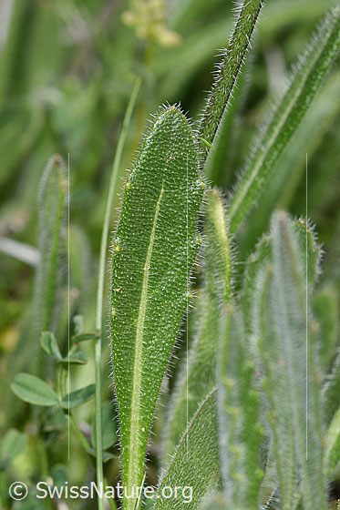 Photo: Biscutella laevigata. Leaf. Leaf top.