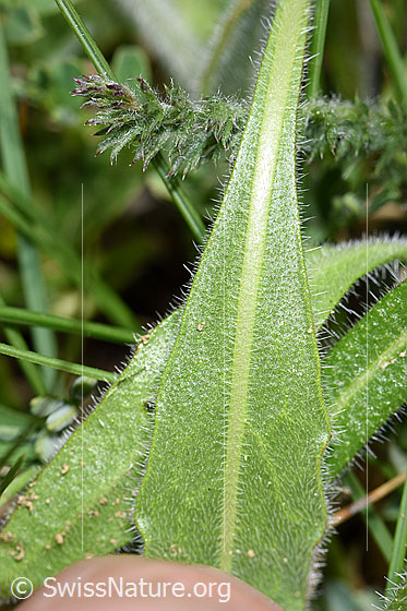 Foto: Gemeines Brillenschötchen (Biscutella laevigata). Blattunterseite.