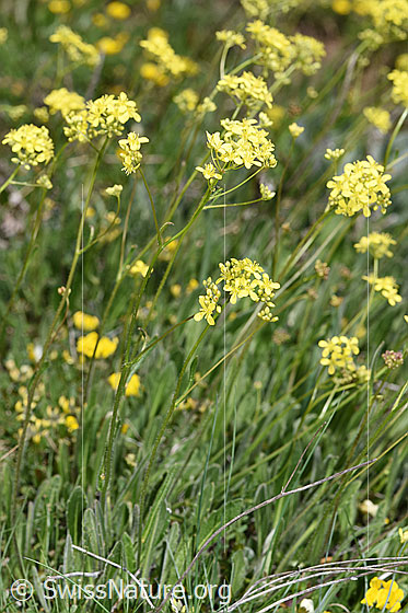 Foto: Gemeines Brillenschötchen (Biscutella laevigata). Ganze Pflanze (Habitus).
