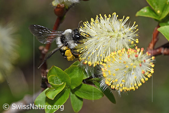 Foto: Graue Sandbiene (Andrena cineraria) an Sal-Weide (Salix caprea). Länge 13 - 15mm. Weibchen. Wird auch Grauschwarze Düstersandbiene oder Aschgraue Sandbiene genannt. Ansicht von schräg oben.