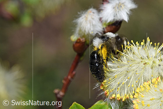 Foto: Graue Sandbiene (Andrena cineraria) an Sal-Weide (Salix caprea). Länge 13 - 15mm. Weibchen. Ansicht von schräg hinten.