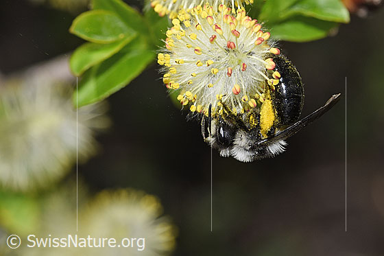 Graue Sandbiene (Andrena cineraria) an Sal-Weide (Salix caprea)