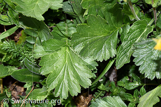 Photo: Geum montanum. Leaves. Leaf top.