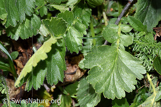 Photo: Geum montanum. Leaves. Leaf top.