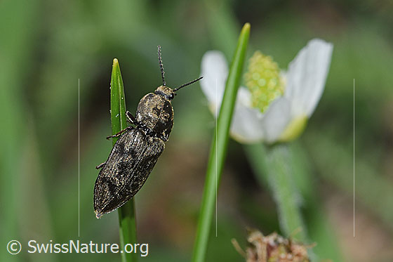 Prosternon chrysocomum (Schnellkäfer)