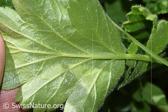 Photo: Geum montanum. Leaf. Leaf underside.