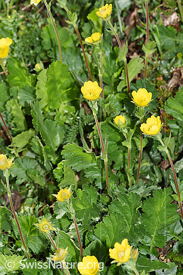 Foto: Gemeine Berg-Nelkenwurz (Geum montanum). Ganze Pflanze (Habitus).