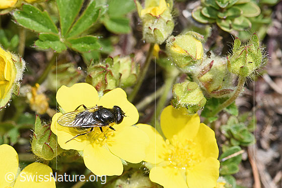 Foto: Wahrscheinlich Gänsedistel-Erzschwebfliege (Cheilosia caerulescens) auf Blume. Länge 8 - 11mm. Weibchen. Ansicht von schräg oben.