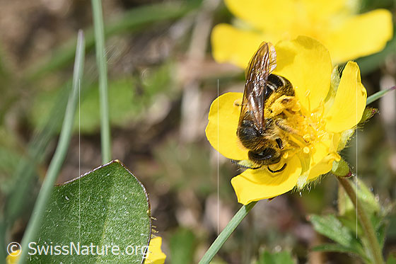 Foto: Rotbeinige Furchenbiene (Halictus rubicundus). Länge 11mm. Weibchen. Ansicht von vorne oben.