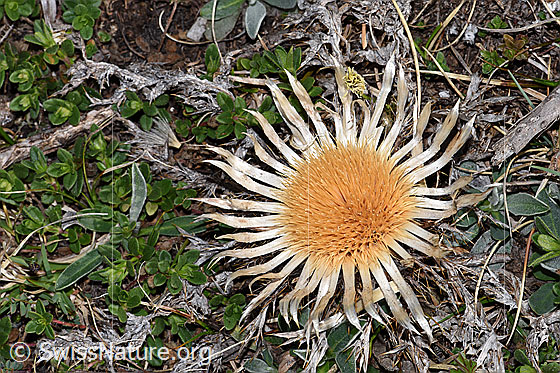 Photo: Carlina acaulis ssp. Caulescens.