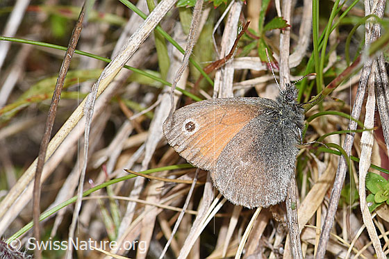 Foto: Wahrscheinlich Kleines Wiesenvögelchen (Coenonympha pamphilus). Flügel geschlossen. Ansicht von der Seite.