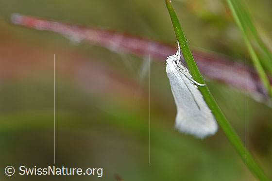 Elachista argentella (Grasminiermotte)