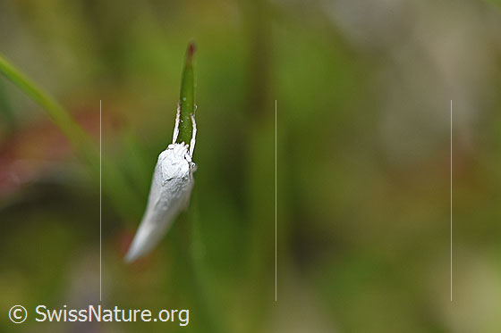 Foto: Wahrscheinlich Elachista argentella (Grasminiermotte). Ansicht von vorne.