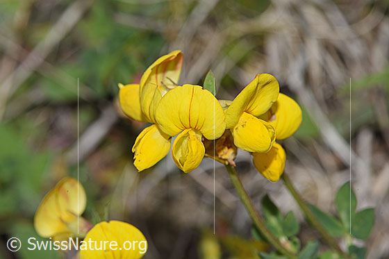 Foto: Gewöhnlicher Hornklee (Lotus corniculatus). Blüten.