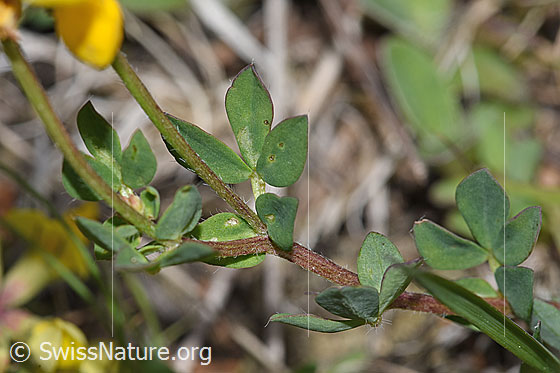 Photo: Lotus corniculatus. Stem and leaves.