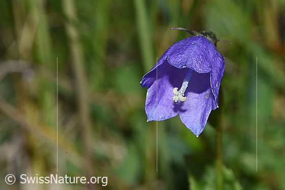 Foto: Wahrscheinlich Rautenblättrige Glockenblume (Campanula rhomboidalis). Blüte.