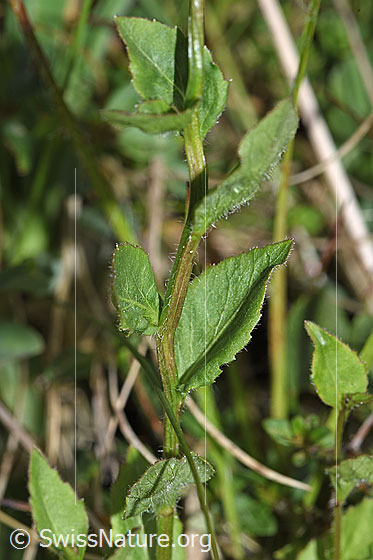 Foto: Wahrscheinlich Rautenblättrige Glockenblume (Campanula rhomboidalis). Stängel und Blätter.