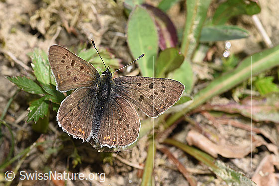 Foto: Brauner Feuerfalter (Lycaena tityrus). Flügel geöffnet. Ansicht von oben.