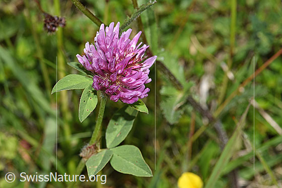 Foto: Rot-Klee (Trifolium pratense). Blüte.