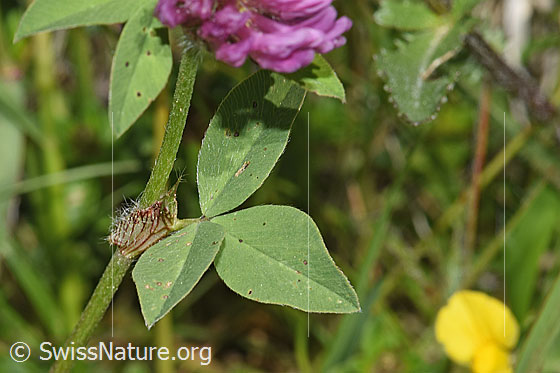 Foto: Rot-Klee (Trifolium pratense). Blätter und Stängel.