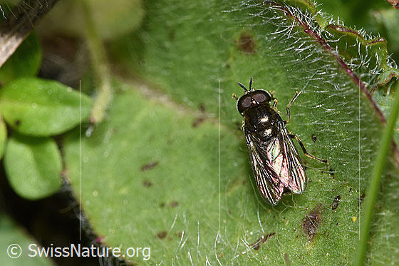 Pipizella viduata (Schwebfliege)