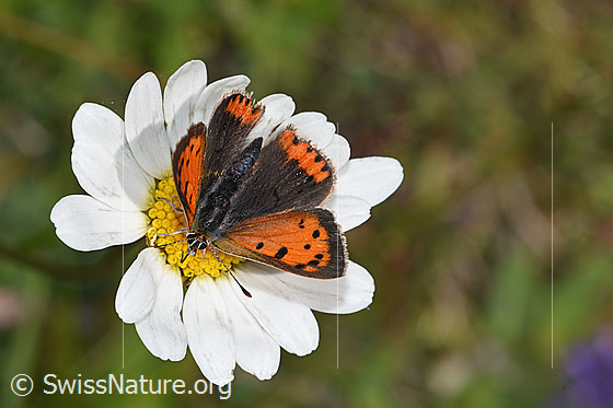 Photo: Lycaena phlaeas on Leucanthemum vulgare. Wings open. View from above.