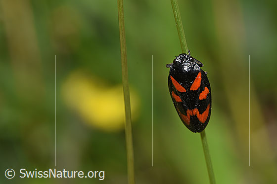 Foto: Gemeine Blutzikade (Cercopis vulnerata). Asicht von oben.