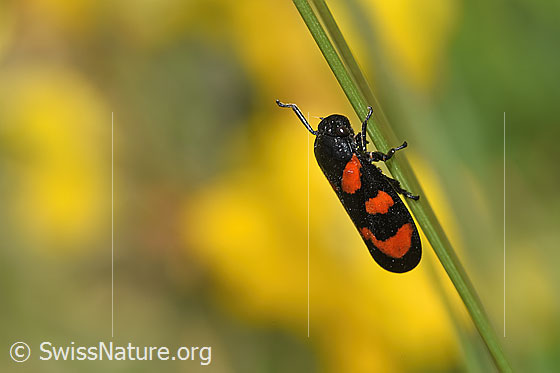 Foto: Gemeine Blutzikade (Cercopis vulnerata). Ansicht von der Seite.