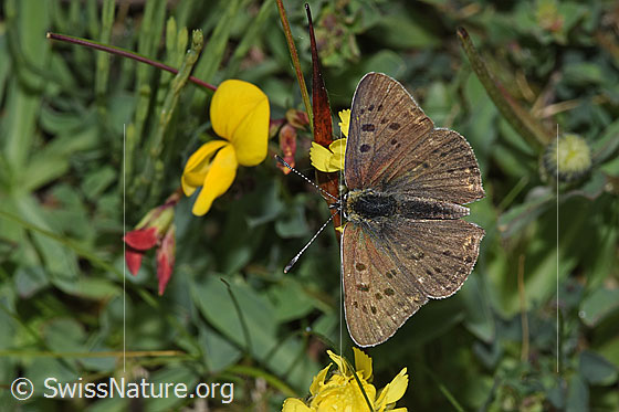 Photo: Lycaena tityrus on Lotus corniculatus. Wings open. View from above.

Butterfly
Lat.: Lycaena tityrus
Family: Lycaenidae
Subfamily: Lycaeninae
Genus: Lycaena

Flower
Lat.: Lotus corniculatus
Family: Fabaceae
Genus: Lotus