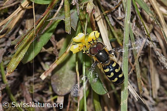 Foto: Frühe Grossstirnschwebfliege (Scaeva selenitica) auf Blutwurz (Potentilla erecta). Länge 11 - 16mm. Männchen. Ansicht von schräg oben.