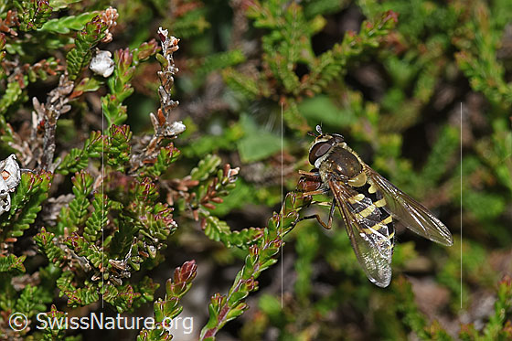 Foto: Behaarte Schwebfliege (Syrphus torvus). Ansicht von schräg oben.