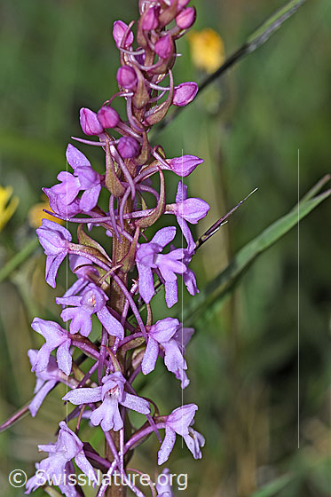 Photo: Gymnadenia conopsea. Inflorescence.