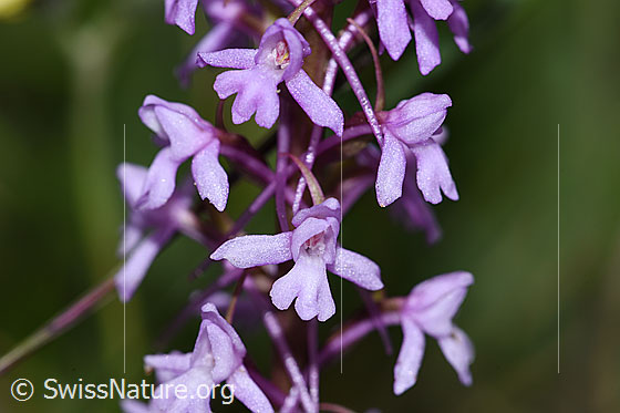 Foto: Langspornige Handwurz (Gymnadenia conopsea). Blüten.