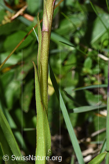 Photo: Gymnadenia conopsea. Stem.
