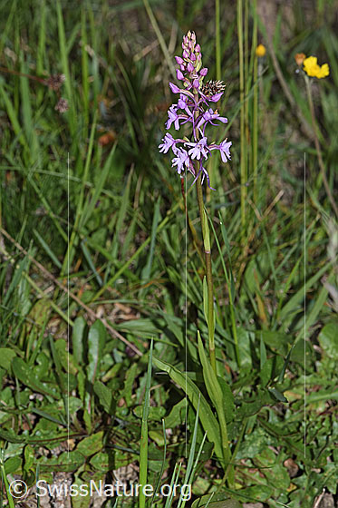 Foto: Langspornige Handwurz (Gymnadenia conopsea). Ganze Pflanze (Habitus).
