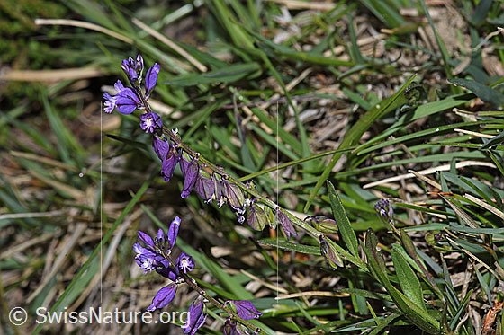 Foto: Wahrscheinlich Gewöhnliche Kreuzblume (Polygala vulgaris ssp. vulgaris). Ganze Pflanze (Habitus).