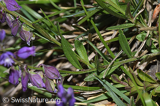Photo: Probably Polygala vulgaris ssp. vulgaris. Leaves and stem.