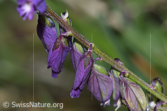 Photo: Probably Polygala vulgaris ssp. vulgaris. Blossoms and stem.