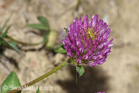 Foto: Rot-Klee (Trifolium pratense). Blüte und Stängel.