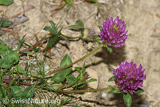 Foto: Rot-Klee (Trifolium pratense). Ganze Pflanze (Habitus).