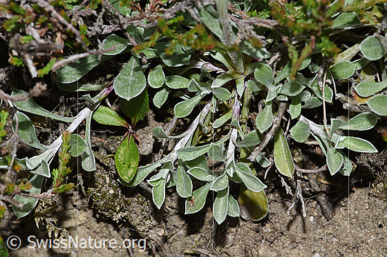 Foto: Gemeines Katzenpfötchen (Antennaria dioica). Blätter und Ausläufer.