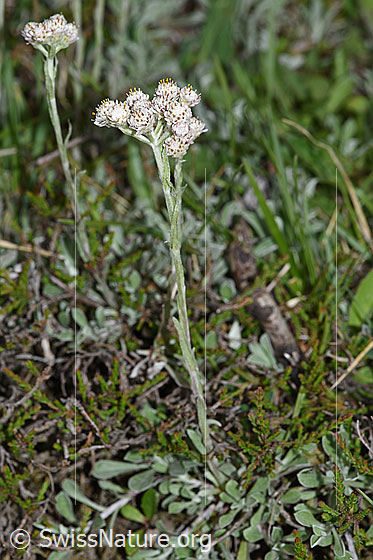 Foto: Gemeines Katzenpfötchen (Antennaria dioica). Ganze Pflanze (Habitus).