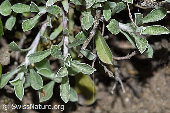 Photo: Antennaria dioica. Leaves.