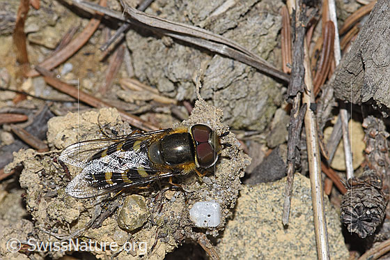 Photo: Eupeodes luniger. Length 9 - 12mm. Male. View from above.